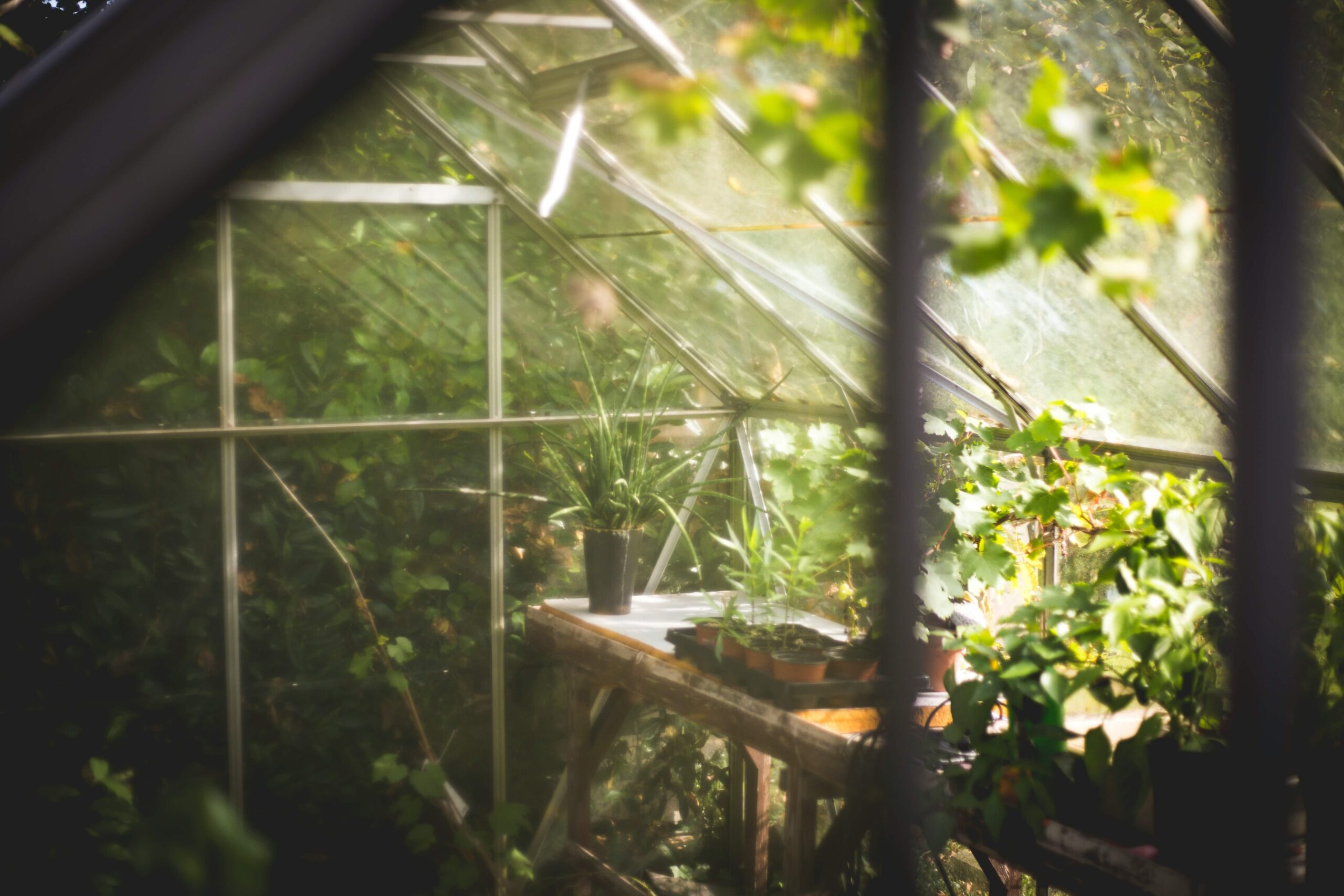 Oleza Gardens